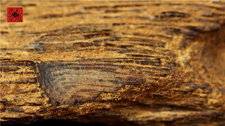 化石 埋藏土中成百上千年，木质纤维部分自然腐烂，仅存富含油脂、如化石般
