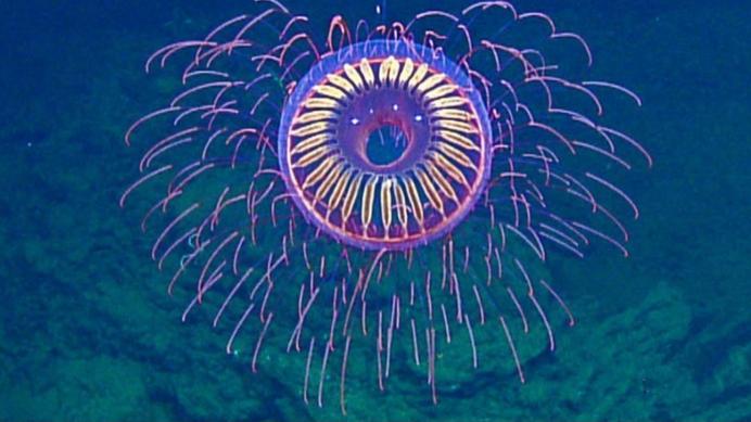水母 潜水员在深海发现神秘生物，犹如外星生命，它的祖先是谁？