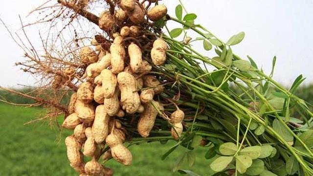 香菇|生吃花生和熟吃花生，有这么大区别？原来我一直吃错了