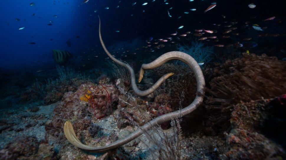 海蛇 海蛇误以为潜水员是潜在的伴侣