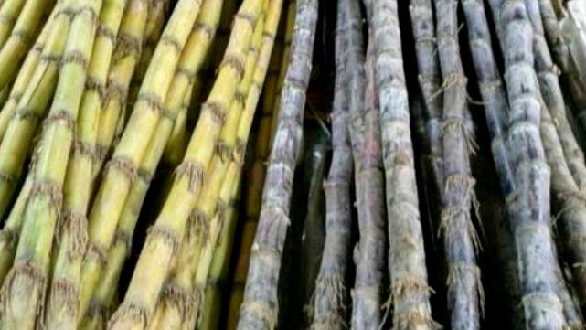 天津市|冬季药膳：竹蔗羊肉汤