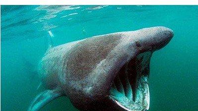纳米 ?加勒比海姥鲨重现海洋