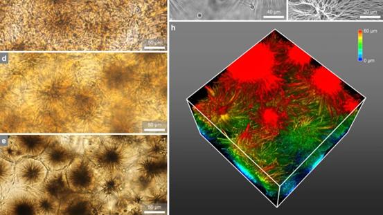 钻石 《自然·通讯》华南理工大学蒋凌翔: 星状体互穿水凝胶模拟组织力学