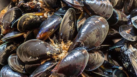 饺子|它被称为“春天第一鲜”，不吃亏大了，鲜嫩美味，快试试