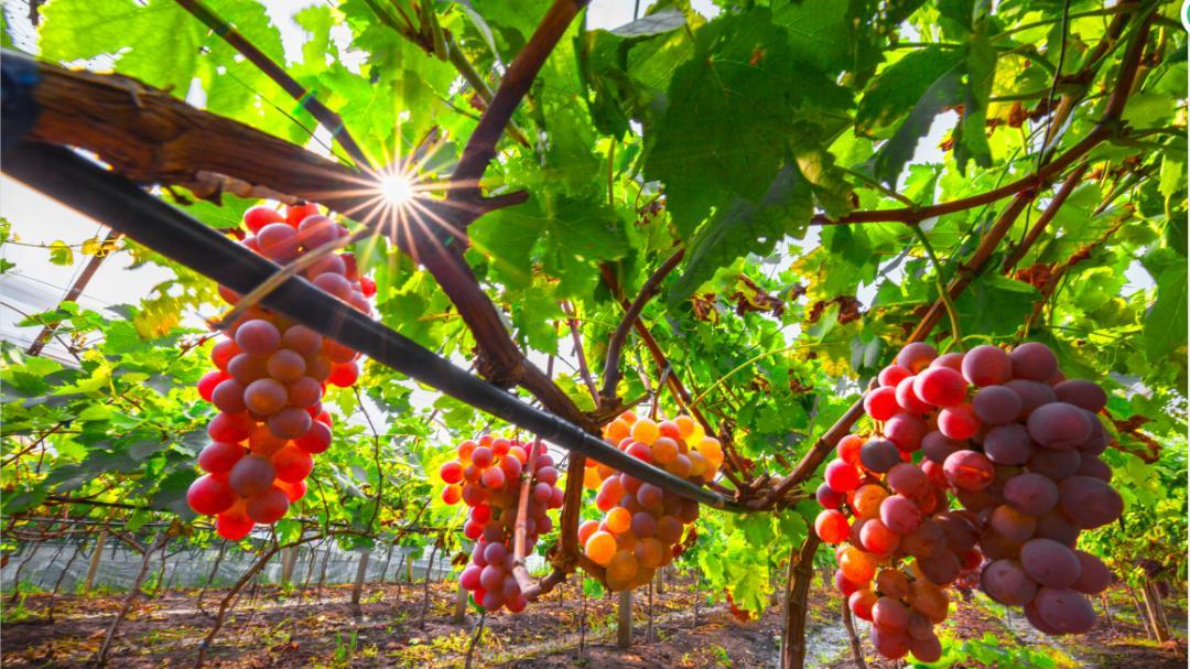 葡萄酒|葡萄酒大师课2：分类和命名