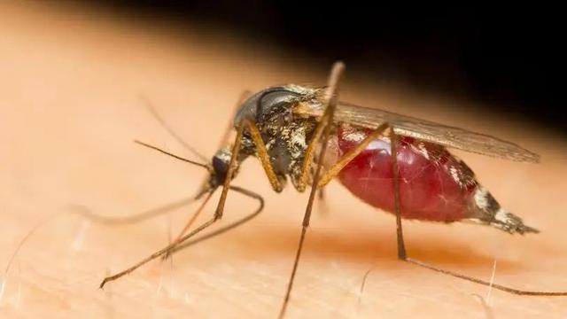 蚊子 又有人问蚊子为什么不会传播艾滋病病毒？看完你就明白了