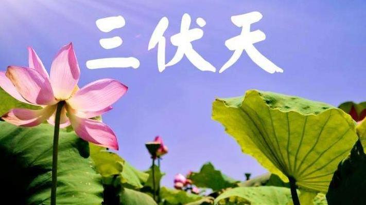 三伏天|临近“三伏天”，这6种美食记得吃，好吃不贵营养高，顺利度伏天