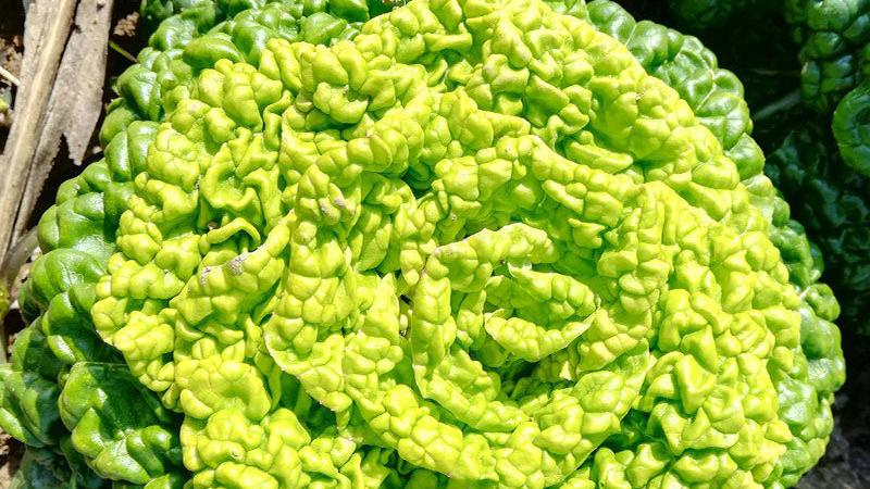 蔬菜|秋天种上这款蔬菜，冬天不愁没菜吃，叶片肥厚细嫩，下大雪也不怕