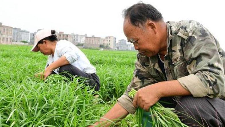 蔬菜|国内2元1把的蔬菜，吃不完喂猪，出口到美国比肉还贵，老外抢着吃