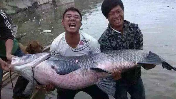 黄浦江96斤“水老虎”被钓获，网友：这个操作要“衣锦还乡”？