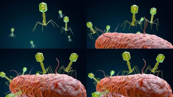 ?关于噬菌体的7个有趣的介绍