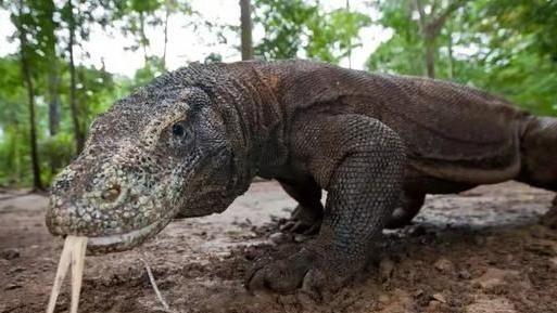 二氧化碳 现存『活恐龙』！被“神话”的科莫多巨蜥，它的真正实力有多强？