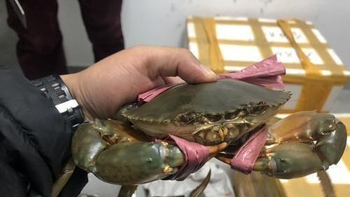 越南旅游 一女子越南旅游见螃蟹卖5元一斤，直接买两百块的，朋友却说：傻