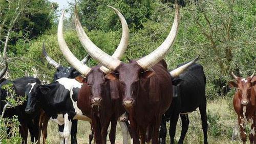 干旱 世界上牛角最大的牛，当地人视为宝物，用牛的NY来洗脸洗澡