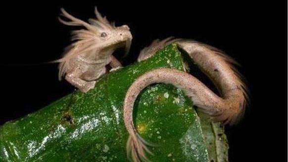 科学家 12.5年繁殖一次，不进食可活6年的洞螈，到底是一种怎样的生物？
