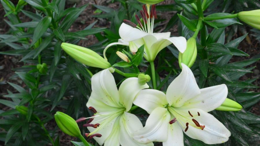 6种漂亮花，再喜欢也别养在卧室，影响睡眠质量，养了赶紧搬出去