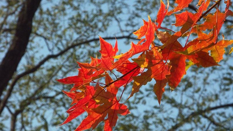 梦美儿 善待贤妻是男人的福气