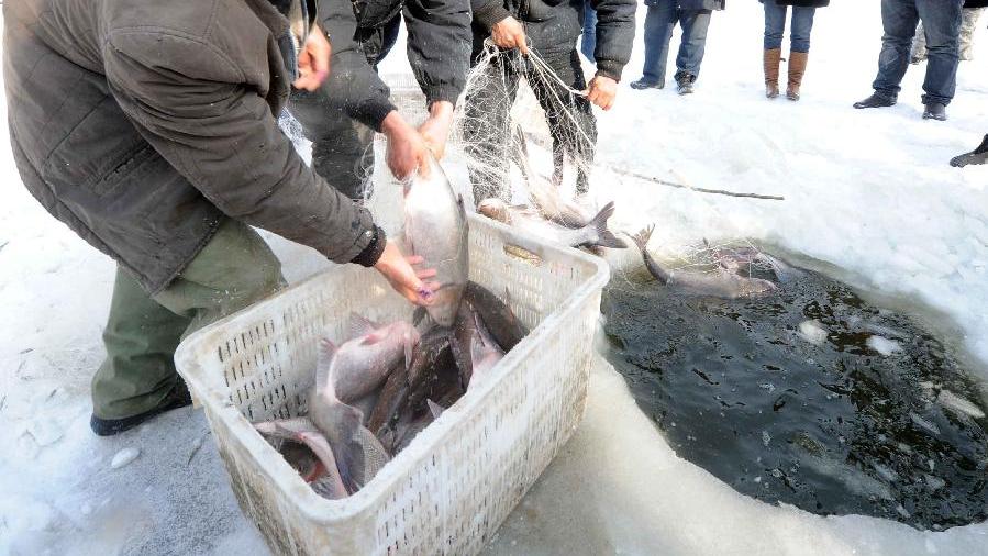 松花江畔冰面隔10米凿窟窿捕5万公斤鲜鱼，头鱼售卖19万，啥讲究