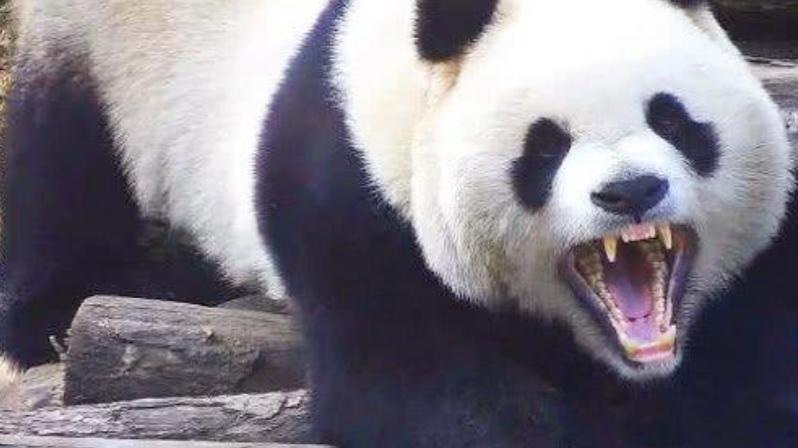 老虎 在野外老虎遇上熊猫会怎样，是否会吃掉熊猫？