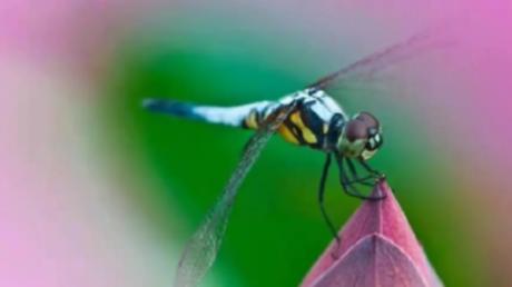 情感事业健康|分析庚辰魁罡日元的八字