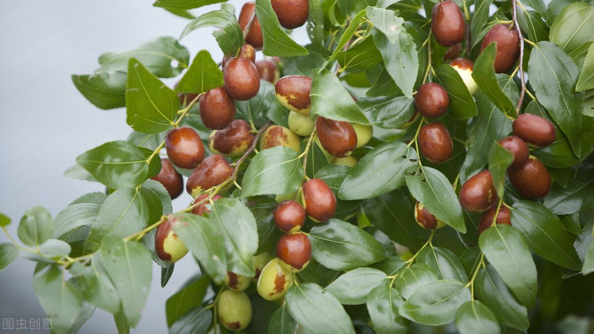 广西|买冬枣时，怎样辨别“糖精枣”？枣农：牢记这4点，一挑一个准