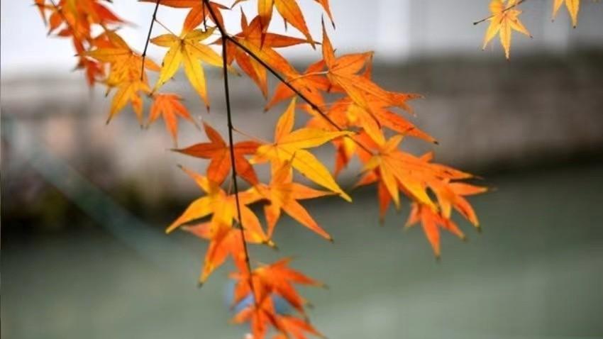 蜜桃心理 女人开始变得有“福气”，是从放下这3件事开始