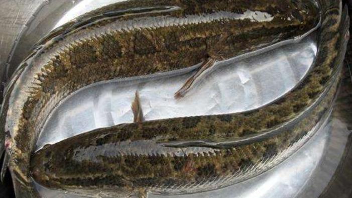 黑鱼|鲜辣味美的酒糟鱼，操作简单，营养又解馋，家人爱吃的肉食美味