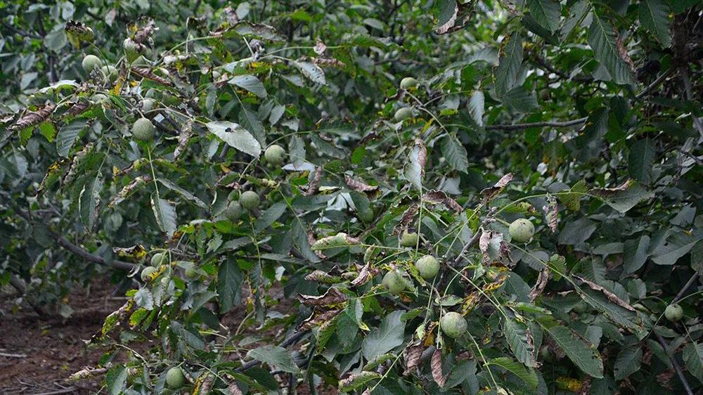 核桃|儿时用门板夹碎吃，香脆可口，如今6元1斤，很多人一买上百斤