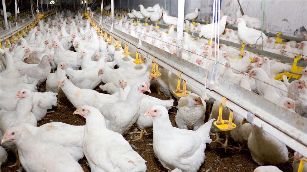 我国每年消费200多亿只鸡爪，市场源源不断的鸡爪是从哪里来的？