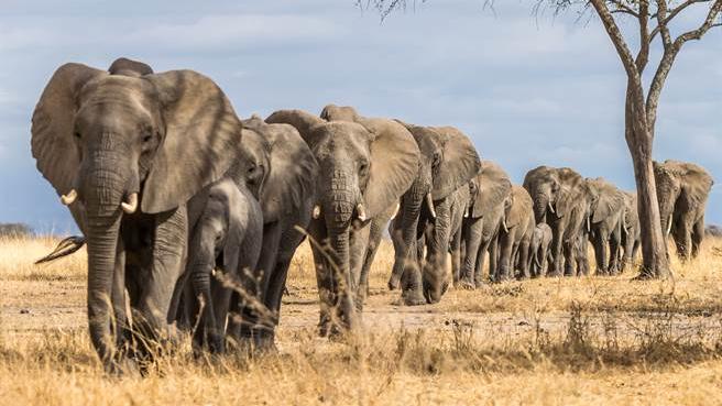  大象的寿命变短，在动物园里更严重，因为失去了自由