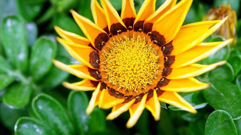 梦美儿|甘蔗没有两头甜