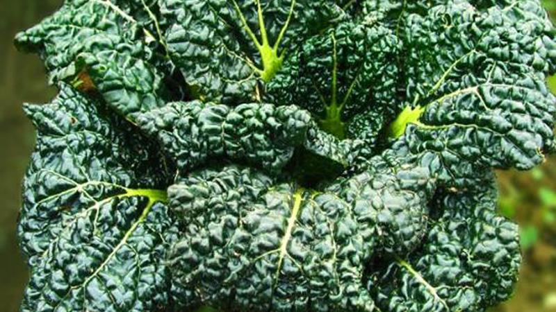 随州|湖北特色青菜“随州泡泡青”，抗寒性强，经霜雪后，味道更美味