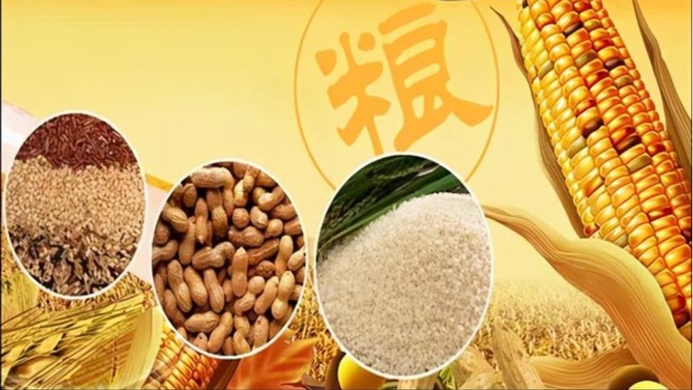我在广东写故事|世界四大粮商垄断全球粮食交易，为何动不了“中国饭碗”？