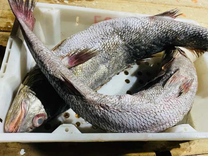 ?10多年未见过！渔民一网捞起40000斤米鱼，为何价值能超过200万？