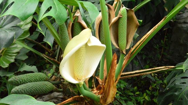 粉条|盘点11种长相怪异，但是又很好吃的水果