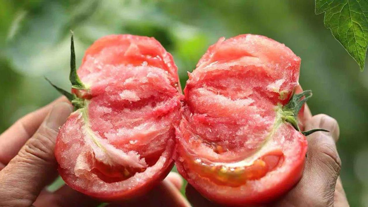 西红柿还分“公母”？老菜农：牢记这4点，沙甜多汁，一挑一个准