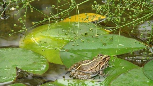 非洲巨蛙 世界上最大的青蛙，蝌蚪犹如鹅蛋，它们是如何成长的？