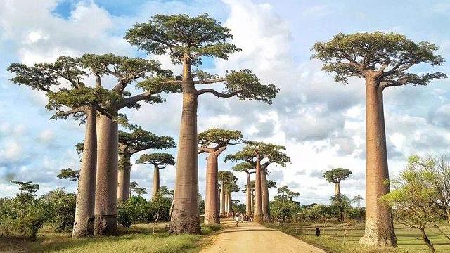 猴面包树 它在非洲“能吃能喝还能住人”，引进我国后，画风就变了