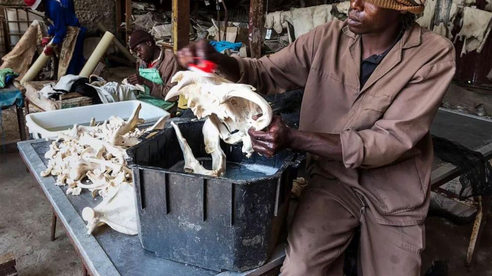 8000只狮子要被安乐死？南非“养狮业”走到尽头，有人已等了16年