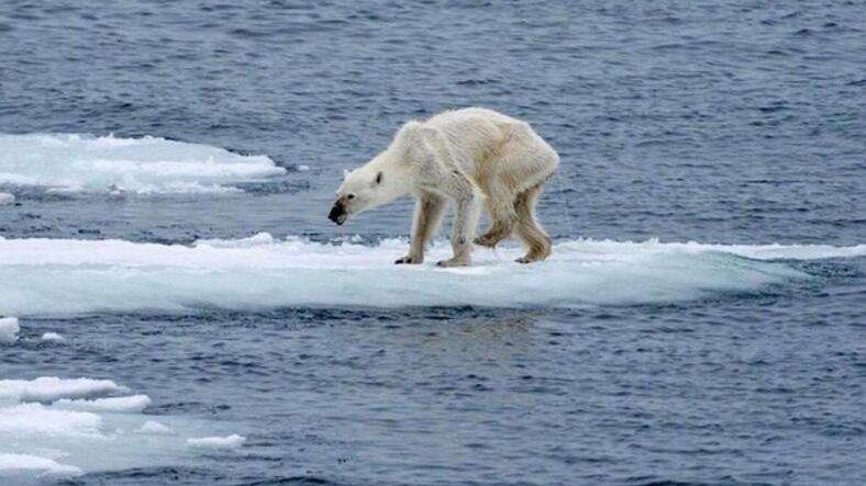 北极熊 一代霸主，在北极的北极熊