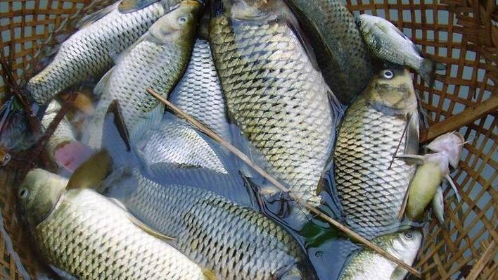 饵料|还在单开野战蓝鲫？这样开饵效果好很多