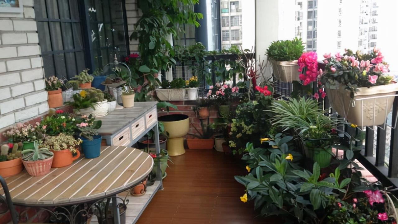 室内养花有讲究，不同的花卉要摆放在不同的区域，摆错了很难养好