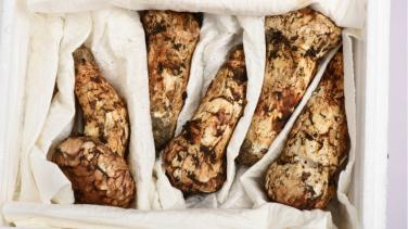 牛腩|中国松茸的几个产地哪个最好？它们各有什么特点？