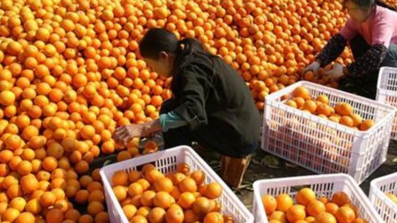 种植面积170万亩，被称“柑橘一哥”，目前正值采摘季