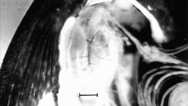 小龙虾|揭开清道夫的神秘面纱：晒干了不会复活，肉质紧致没有刺