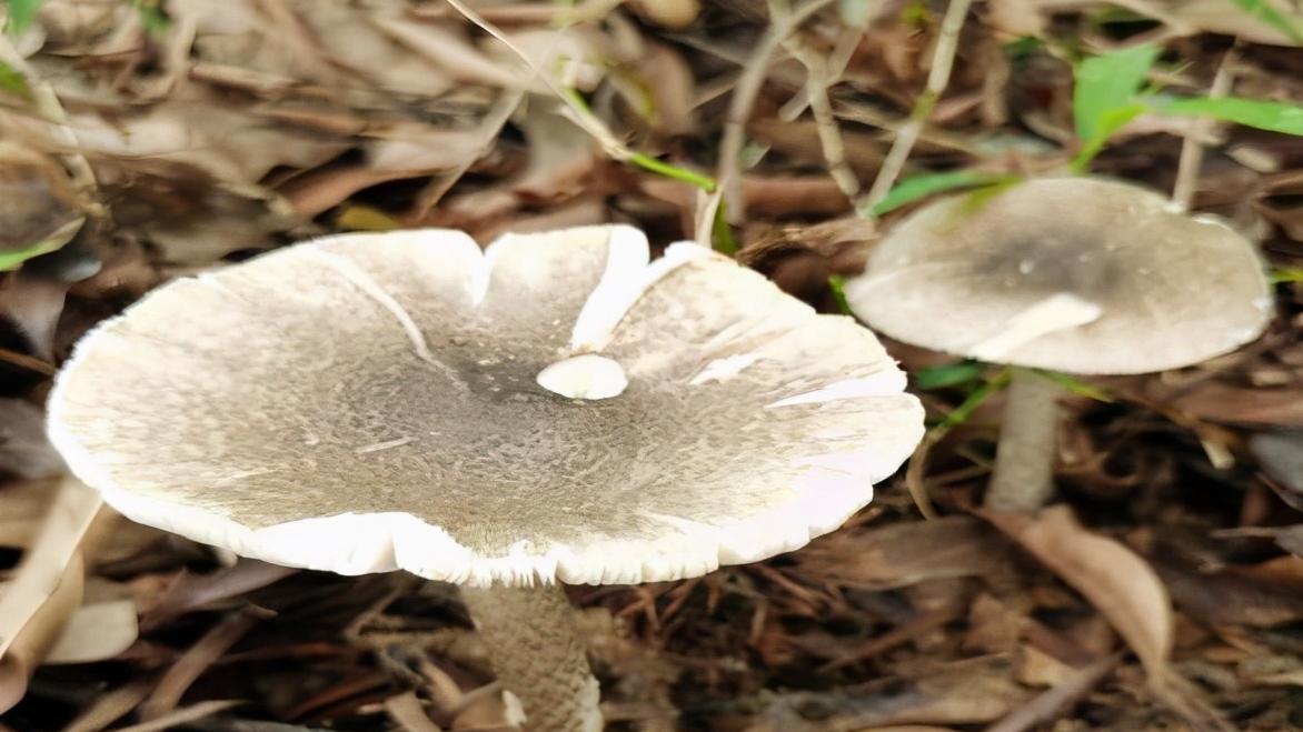 羊城派 警惕！中山惊现大群剧毒鹅膏菌