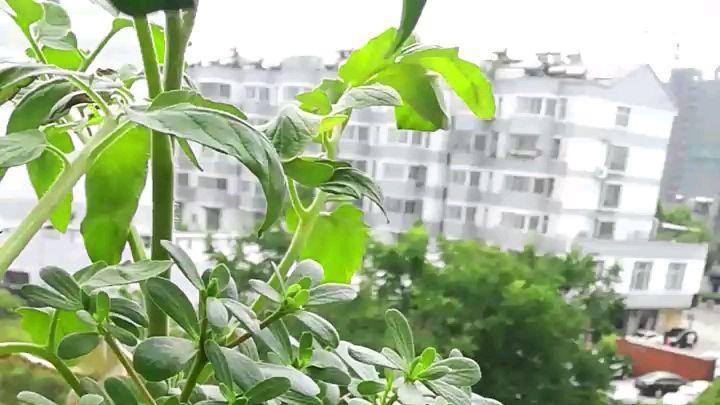素菜|常见的5种野菜，见到了就拔回家，好吃解腻还不花钱