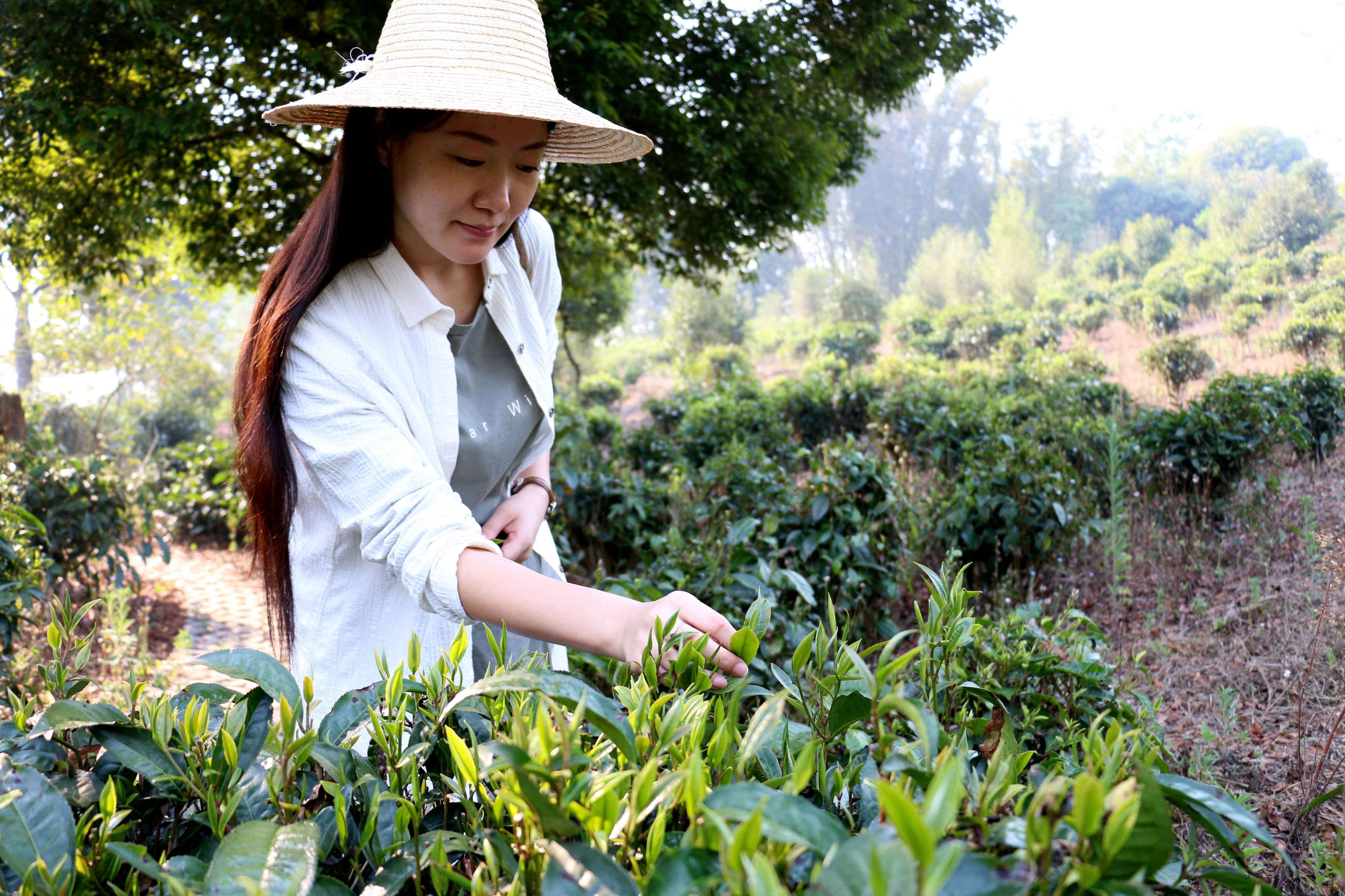 难怪春茶那么贵，原来营养那么高！