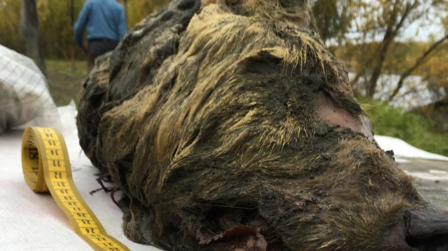 象龟 北极发现5.7万年前尸体，科学家担心有更可怕的东西，人类要警惕