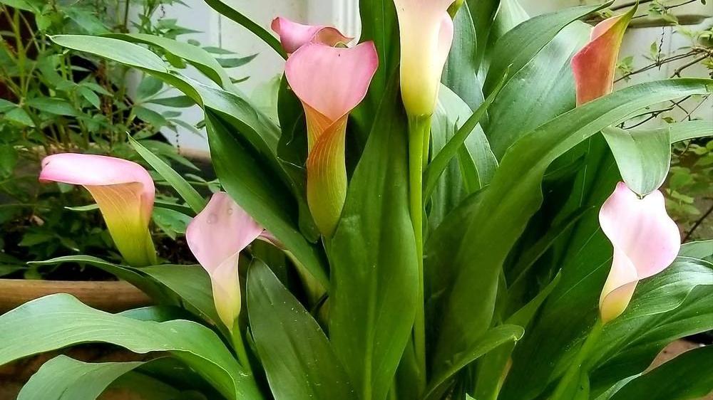 卧室养花“讲究大”，4种“漂亮花”对身体伤害大，尽早搬出去